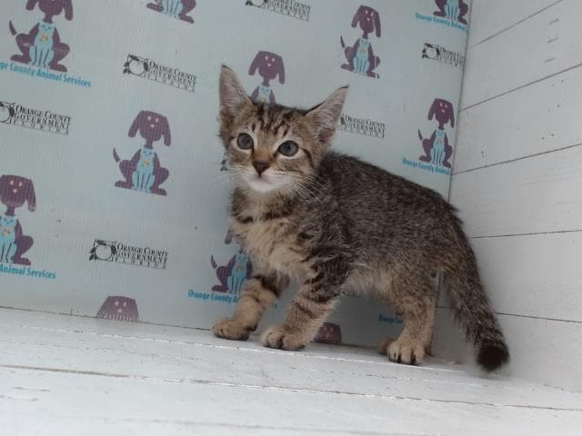Snickers - Domestic Short Hair