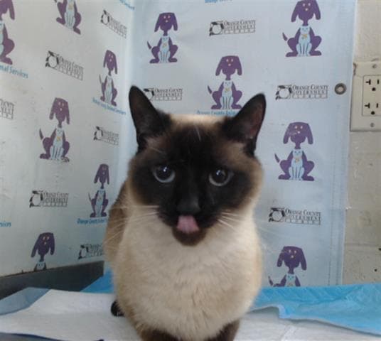 Luci - Siamese