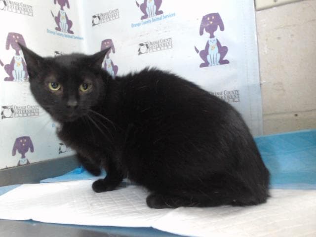 Mochi - Domestic Short Hair