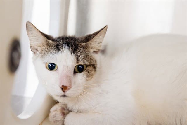 Snowball - Domestic Short Hair