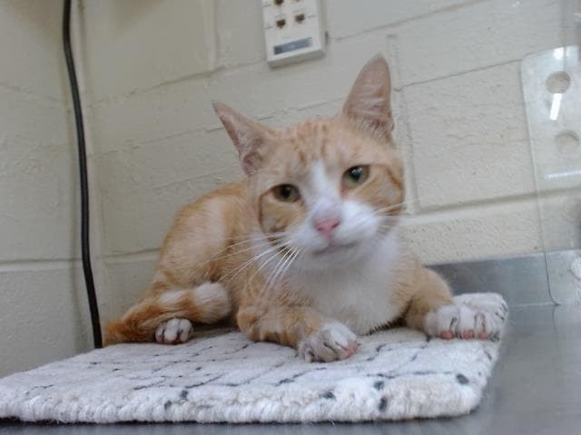 Bennington - Domestic Short Hair