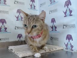 Ella image 1