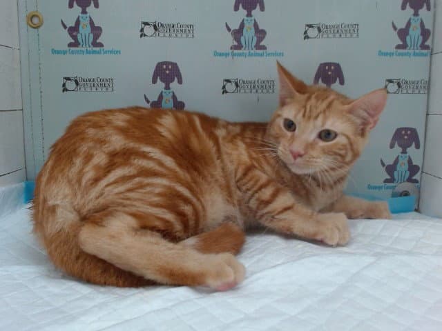 Roy - Domestic Medium Hair