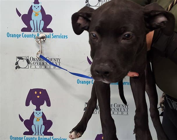 Unknown - Pit Bull Terrier