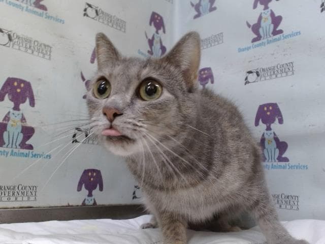 Gabby - Domestic Short Hair