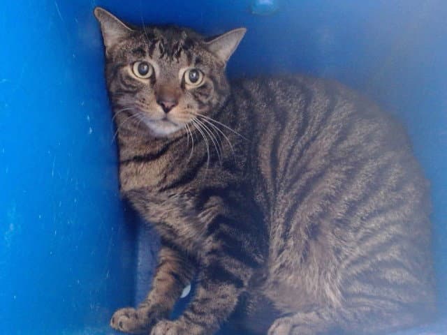 Tom - Domestic Short Hair