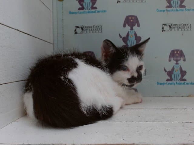 Chadwick - Domestic Long Hair