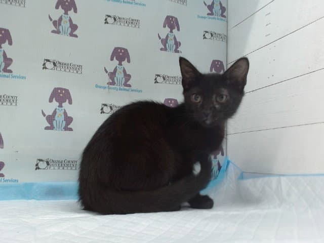 Bradley - Domestic Short Hair