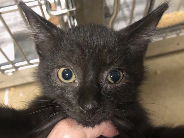 Neo - Domestic Short Hair