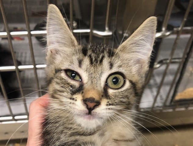 Kid - Domestic Short Hair