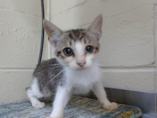 Cream - Domestic Short Hair