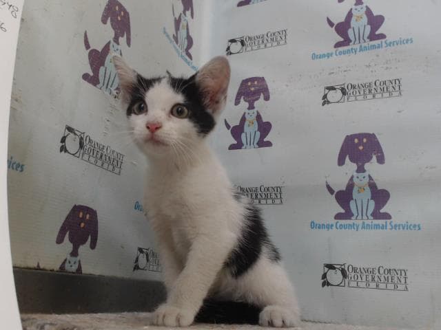 Lowe's - Domestic Short Hair