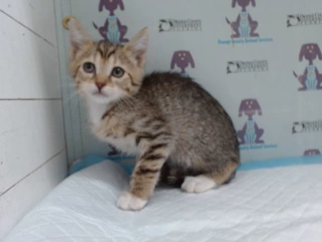 Tartan - Domestic Short Hair