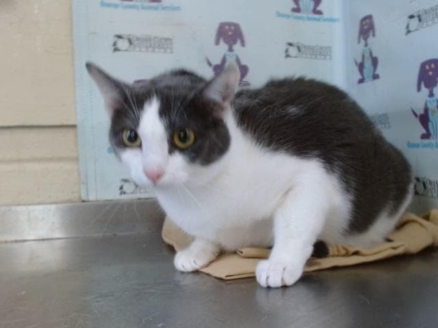 Princess - Domestic Short Hair