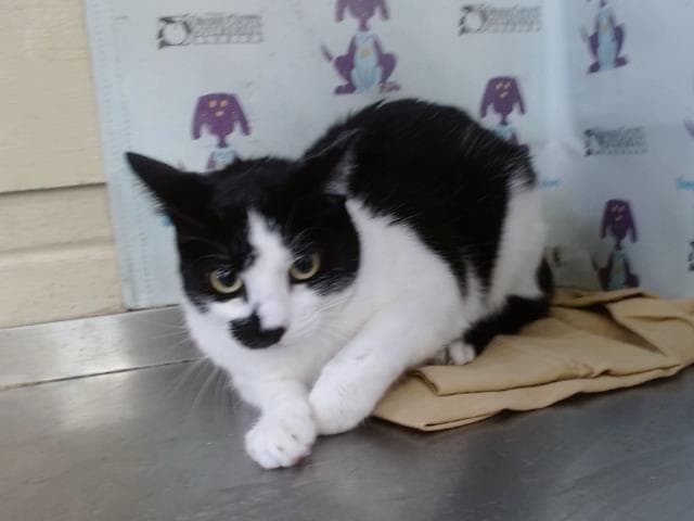 Oreo - Domestic Short Hair
