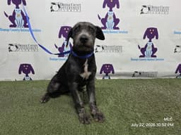 Bonnie image 1