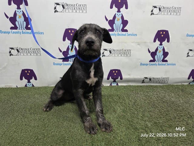 Bonnie - Pit Bull Terrier