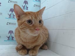 Artie image 1
