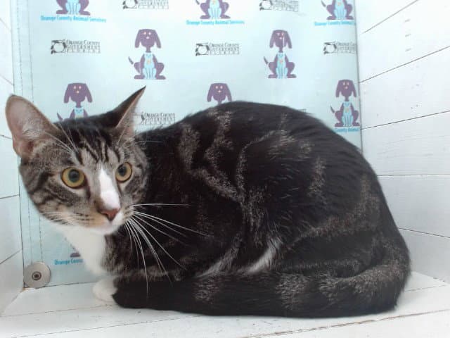 Sweenie - Domestic Short Hair