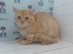 Garfield image 1