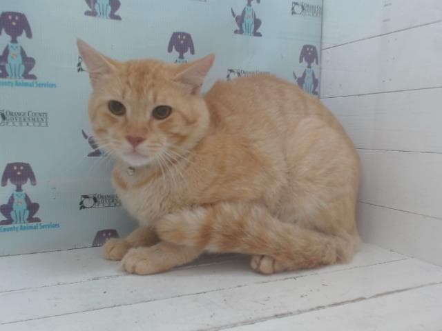 Garfield - Domestic Short Hair