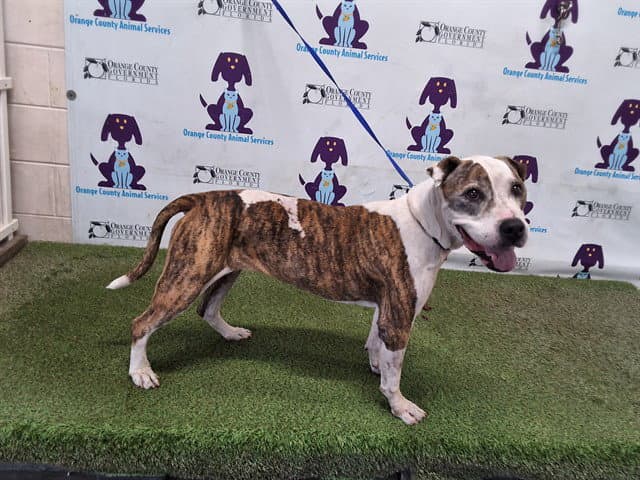 Roxy - Pit Bull Terrier
