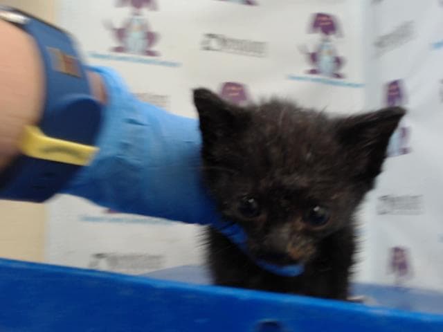 Unknown - Domestic Short Hair