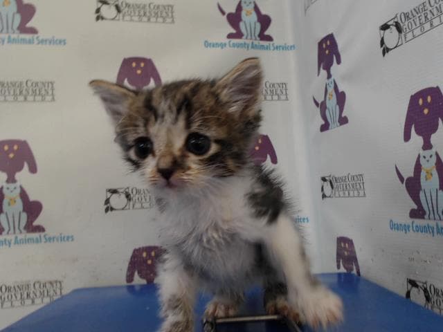 Unknown - Domestic Short Hair