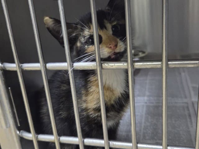 Torta - Domestic Short Hair