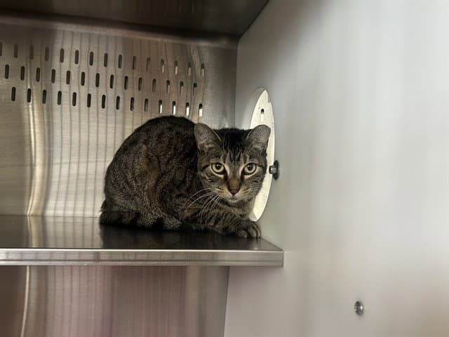 Unknown - Domestic Short Hair