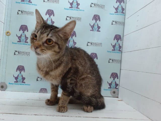 Unknown - Domestic Short Hair