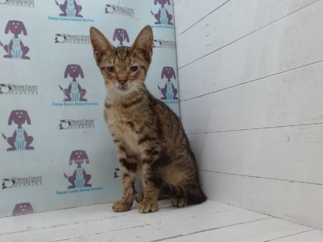Unknown - Domestic Short Hair