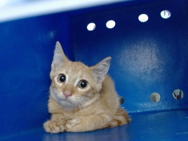 Unknown - Domestic Short Hair