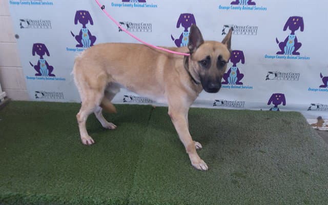 Dante - German Shepherd Dog