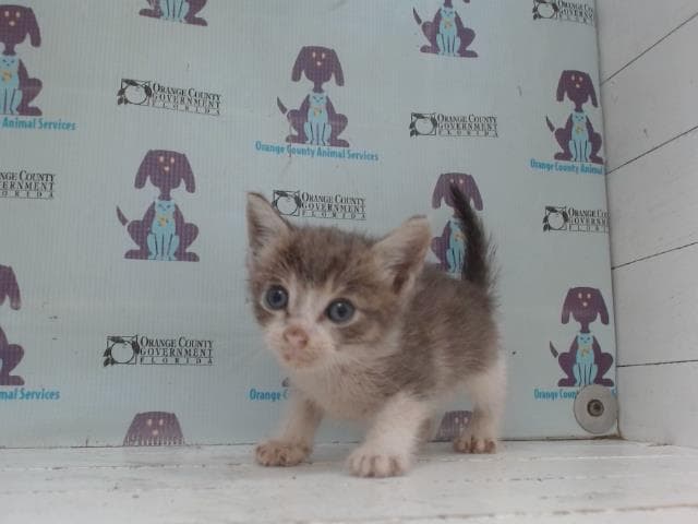 Unknown - Domestic Short Hair