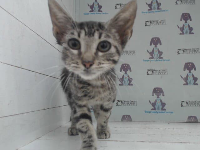 Lemonade - Domestic Short Hair