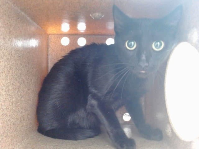 Dorthy - Domestic Short Hair