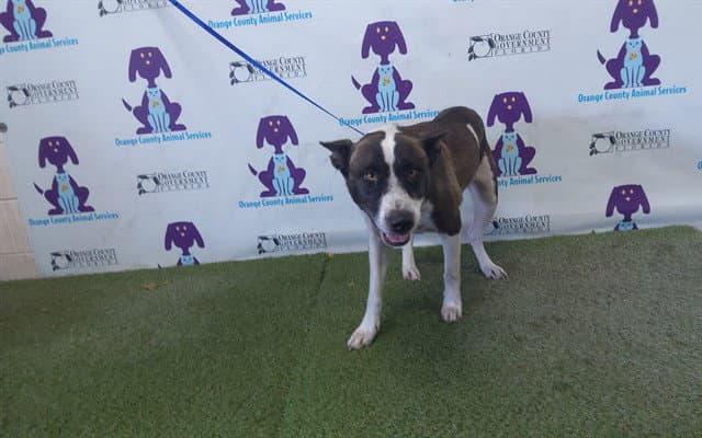 Bella - Pit Bull Terrier