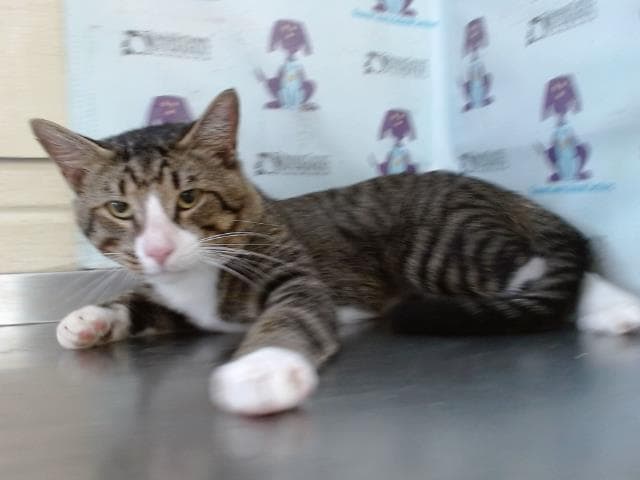 Max - Domestic Short Hair