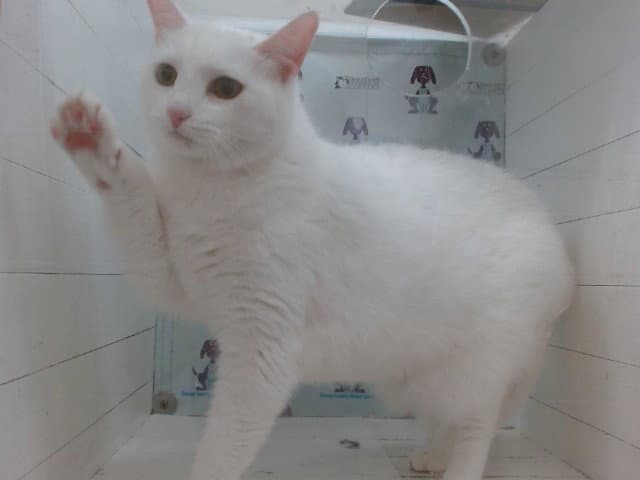 Rora - Domestic Short Hair