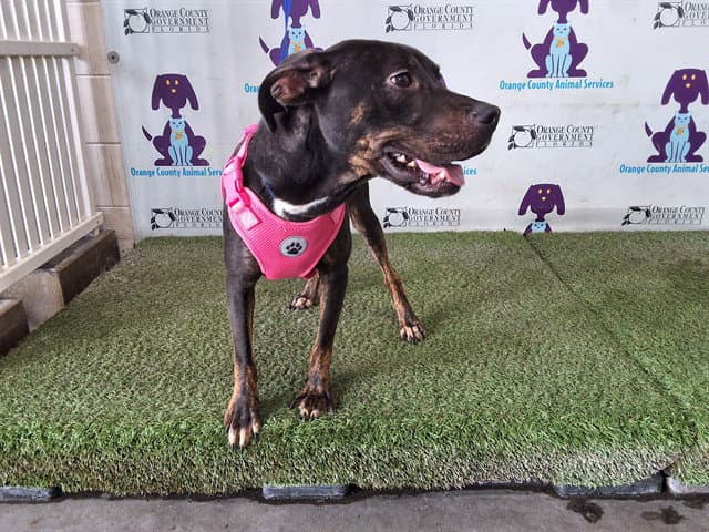 Maisie - Pit Bull Terrier