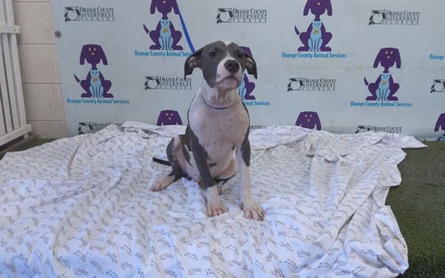 Onyx - Pit Bull Terrier