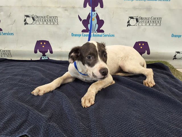 Apollo - Border Collie