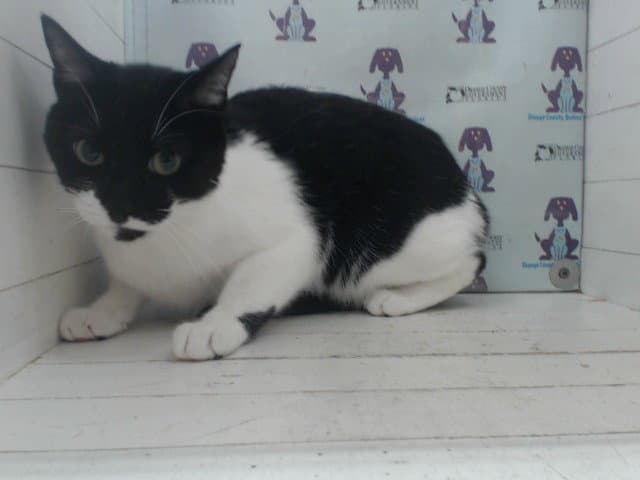 Oreo - Domestic Short Hair