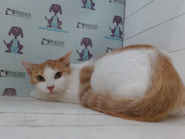 Cloe - Domestic Short Hair