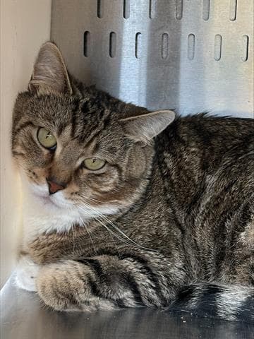Simba - Domestic Short Hair