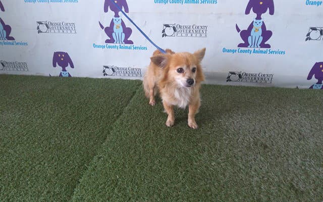 Eevee - Pomeranian