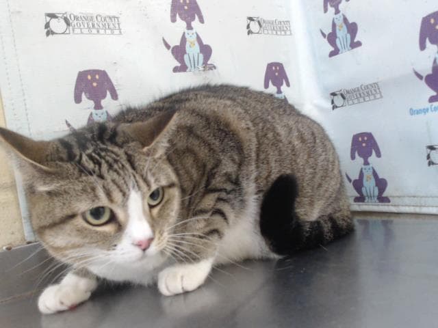 Precious - Domestic Short Hair