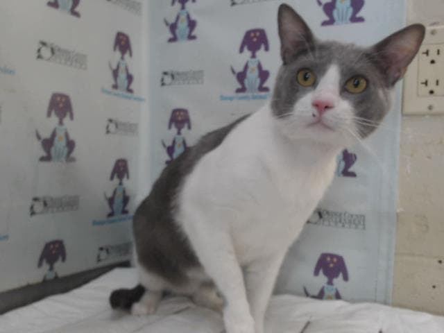 Sonic - Domestic Short Hair