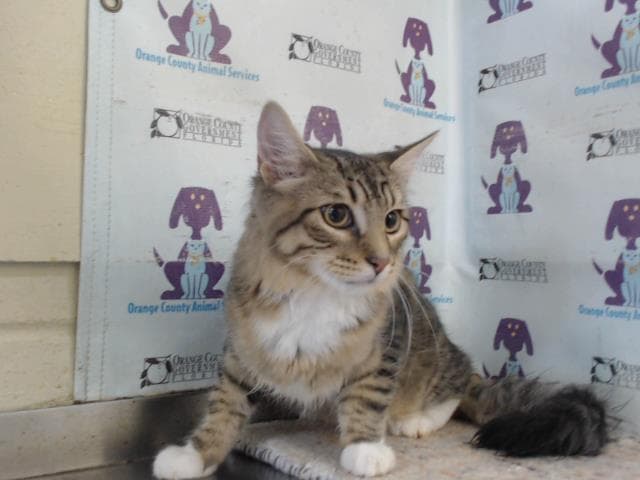 Boots - Domestic Medium Hair